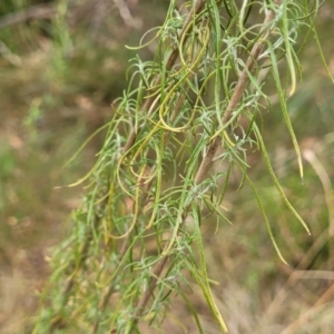 Chrysocephalum semipapposum at Bruce, ACT - 16 Jan 2023 02:42 PM