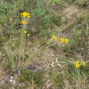 Chrysocephalum semipapposum at Bruce, ACT - 16 Jan 2023