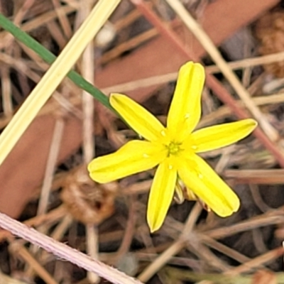 Tricoryne elatior (Yellow Rush Lily) at Bruce, ACT - 16 Jan 2023 by trevorpreston