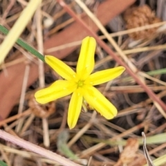 Tricoryne elatior at Bruce, ACT - 16 Jan 2023