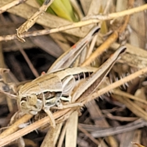 Praxibulus sp. (genus) at Bruce, ACT - 16 Jan 2023