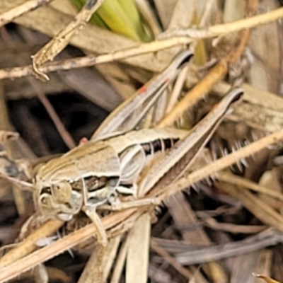 Praxibulus sp. (genus) (A grasshopper) at GG291 - 16 Jan 2023 by trevorpreston