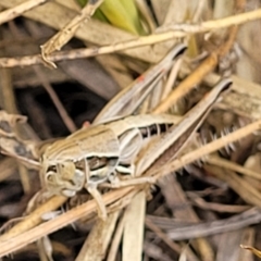 Praxibulus sp. (genus) at Bruce, ACT - 16 Jan 2023