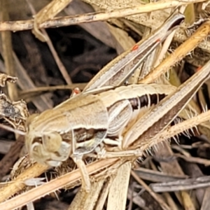 Praxibulus sp. (genus) at Bruce, ACT - 16 Jan 2023