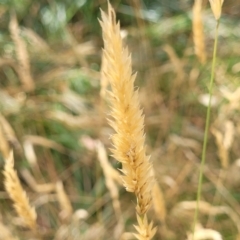 Anthoxanthum odoratum (Sweet Vernal Grass) at Bruce, ACT - 16 Jan 2023 by trevorpreston