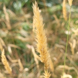 Anthoxanthum odoratum at Bruce, ACT - 16 Jan 2023