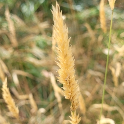 Anthoxanthum odoratum (Sweet Vernal Grass) at Bruce Ridge to Gossan Hill - 16 Jan 2023 by trevorpreston