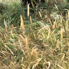 Anthoxanthum odoratum at Bruce, ACT - 16 Jan 2023