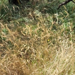 Anthoxanthum odoratum at Bruce, ACT - 16 Jan 2023