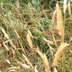 Anthoxanthum odoratum at Bruce, ACT - 16 Jan 2023