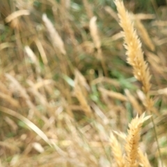 Anthoxanthum odoratum at Bruce, ACT - 16 Jan 2023