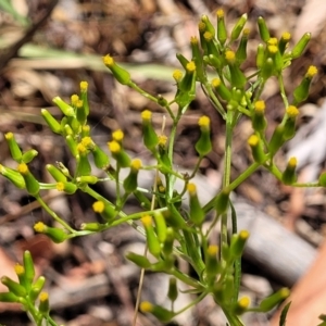 Senecio diaschides at Bruce, ACT - 16 Jan 2023