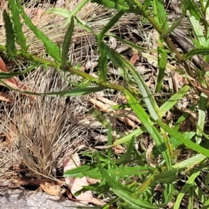 Senecio diaschides at Bruce, ACT - 16 Jan 2023