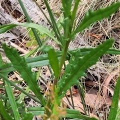 Senecio diaschides at Bruce, ACT - 16 Jan 2023