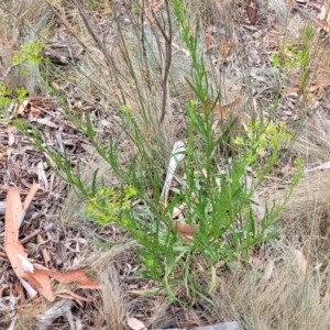 Senecio diaschides at Bruce, ACT - 16 Jan 2023