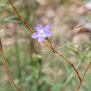 Wahlenbergia sp. at Bruce, ACT - 16 Jan 2023