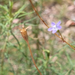 Wahlenbergia sp. at Bruce, ACT - 16 Jan 2023