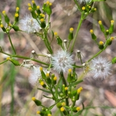 Senecio diaschides (Erect Groundsel) at Bruce, ACT - 16 Jan 2023 by trevorpreston