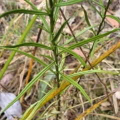 Senecio diaschides at Bruce, ACT - 16 Jan 2023