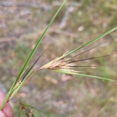 Themeda triandra (Kangaroo Grass) at Bruce, ACT - 16 Jan 2023 by trevorpreston