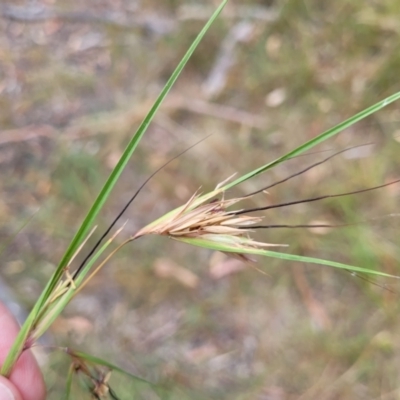 Themeda triandra (Kangaroo Grass) at Bruce Ridge to Gossan Hill - 16 Jan 2023 by trevorpreston