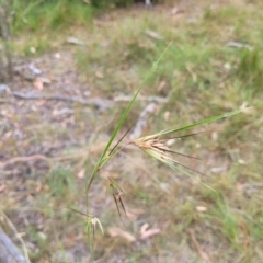 Themeda triandra at Bruce, ACT - 16 Jan 2023 02:08 PM