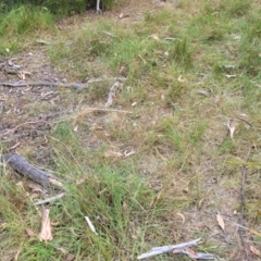 Themeda triandra at Bruce, ACT - 16 Jan 2023 02:08 PM