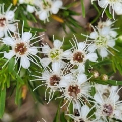 Kunzea ericoides (Burgan) at Bruce Ridge to Gossan Hill - 16 Jan 2023 by trevorpreston