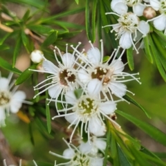 Kunzea ericoides at Bruce, ACT - 16 Jan 2023 02:07 PM