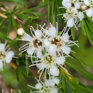 Kunzea ericoides at Bruce, ACT - 16 Jan 2023