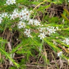 Kunzea ericoides at Bruce, ACT - 16 Jan 2023