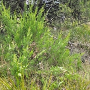 Kunzea ericoides at Bruce, ACT - 16 Jan 2023