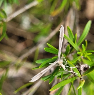 Pterophoridae (family) (A Plume Moth) at Bruce, ACT - 16 Jan 2023 by trevorpreston