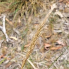 Dichelachne (genus) (Plume Grasses) at Bruce, ACT - 16 Jan 2023 by trevorpreston