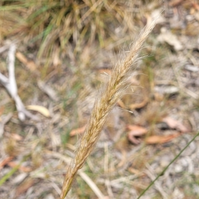 Dichelachne sp. (Plume Grasses) at Bruce, ACT - 16 Jan 2023 by trevorpreston