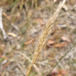 Dichelachne sp. at Bruce, ACT - 16 Jan 2023 02:06 PM