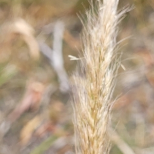 Dichelachne sp. at Bruce, ACT - 16 Jan 2023