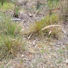 Dichelachne sp. at Bruce, ACT - 16 Jan 2023 02:06 PM