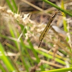 Austrolestes leda (Wandering Ringtail) at Bruce, ACT - 16 Jan 2023 by trevorpreston