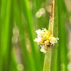 Schoenoplectiella mucronata (A Sedge) at Bruce, ACT - 16 Jan 2023 by trevorpreston