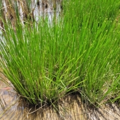 Schoenoplectiella mucronata at Bruce Ridge to Gossan Hill - 16 Jan 2023