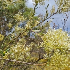 Bursaria spinosa subsp. lasiophylla (Australian Blackthorn) at O'Malley, ACT - 16 Jan 2023 by Mike