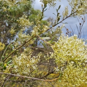 Bursaria spinosa subsp. lasiophylla at O'Malley, ACT - 16 Jan 2023
