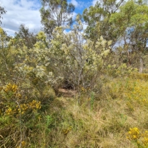 Bursaria spinosa subsp. lasiophylla at O'Malley, ACT - 16 Jan 2023