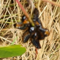 Paropsis variolosa at Mount Mugga Mugga - 16 Jan 2023