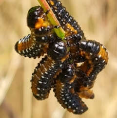 Paropsis variolosa at Mount Mugga Mugga - 16 Jan 2023