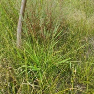 Paspalum dilatatum at O'Malley, ACT - 16 Jan 2023