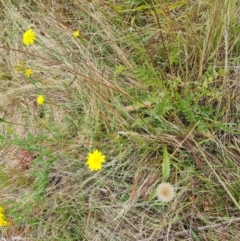 Hypochaeris radicata (Cat's Ear, Flatweed) at O'Malley, ACT - 16 Jan 2023 by Mike