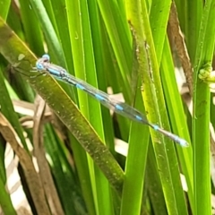 Austrolestes leda (Wandering Ringtail) at Bruce Ridge to Gossan Hill - 16 Jan 2023 by trevorpreston