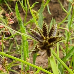 Cyperus sanguinolentus at O'Malley, ACT - 16 Jan 2023